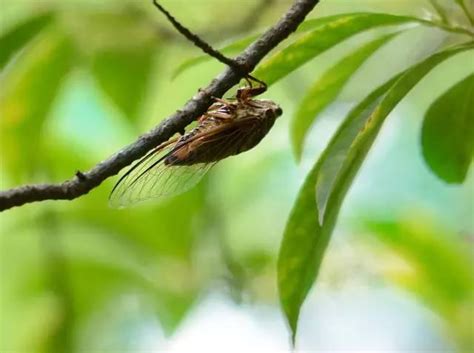 蟬 寓意|一鳴驚人！蟬的6大吉祥寓意